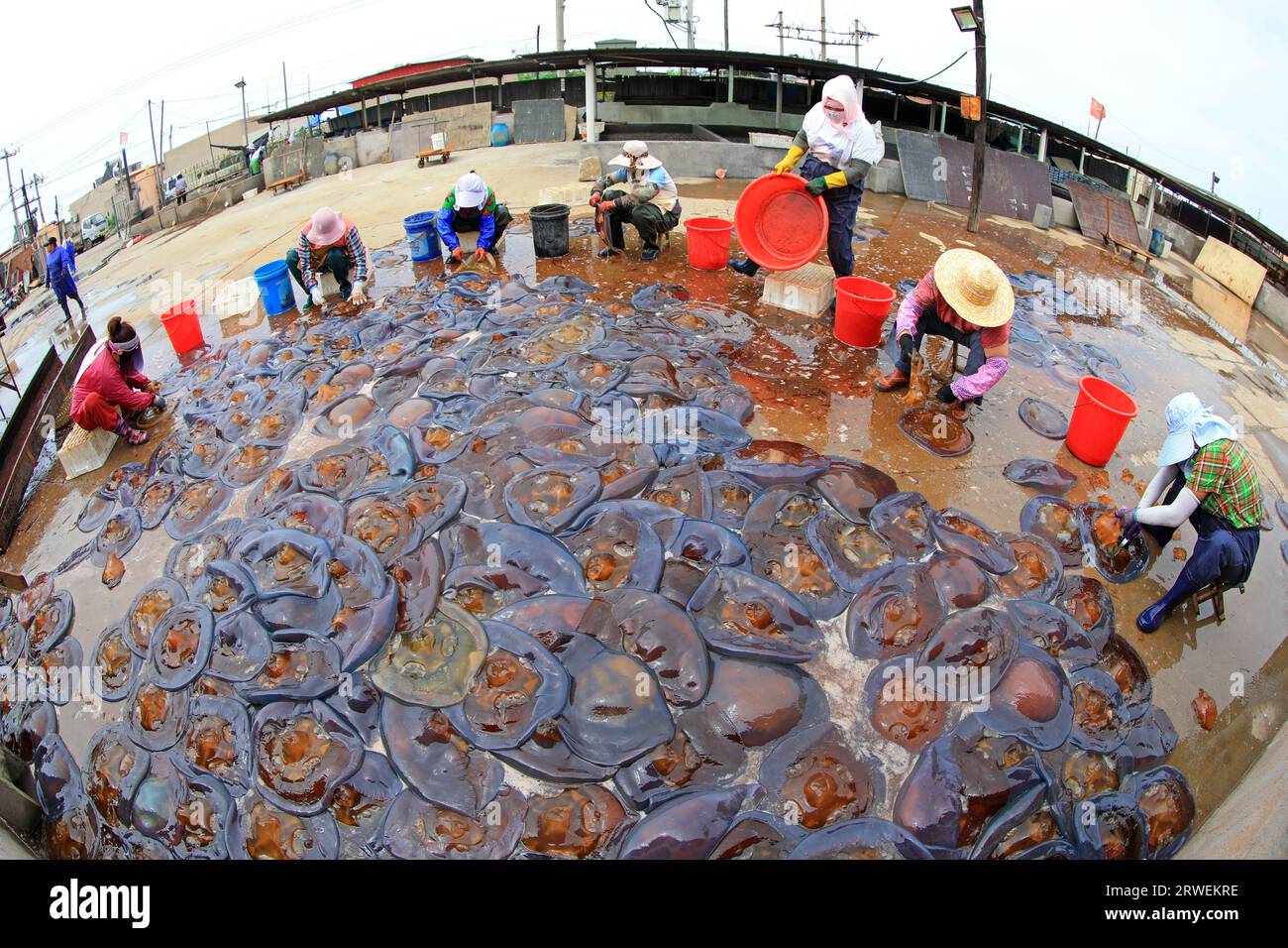 LUANNAN COUNTY, China - July 21, 2021: workers process jellyfish skin ...