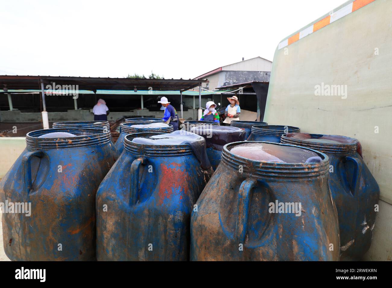 Plastic buckets containing jellyfish are in a seafood processing plant in North China Stock Photo