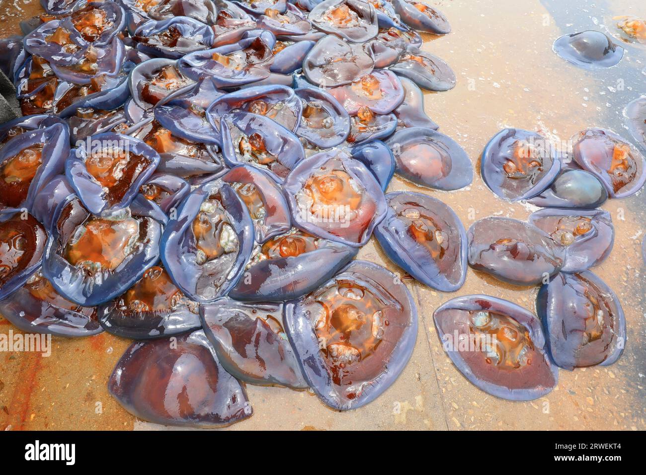 Jellyfish skin piled up on the cement floor in a seafood processing plant, North China Stock Photo