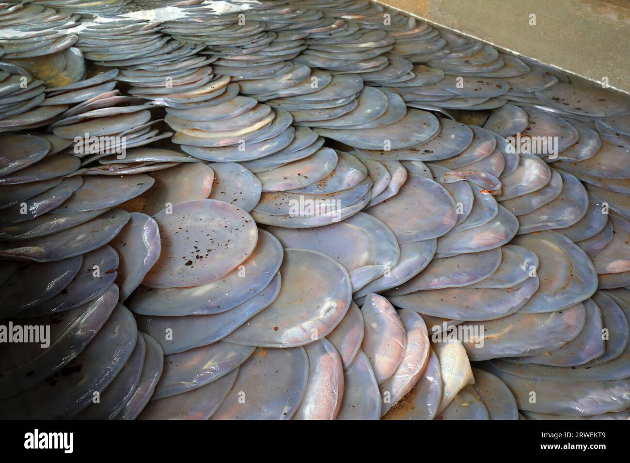 Jellyfish skin is piled up in a brine tank in a seafood processing plant in North China Stock Photo