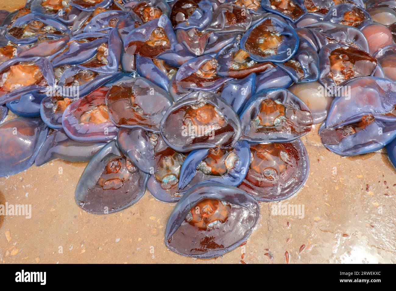 Jellyfish skin piled up on the cement floor in a seafood processing plant, North China Stock Photo