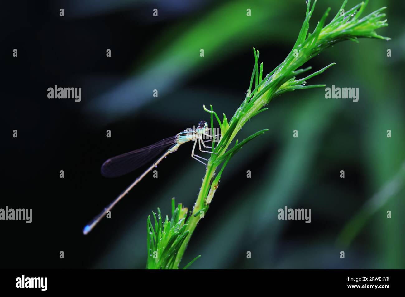 Damselfly details plants hi-res stock photography and images - Alamy