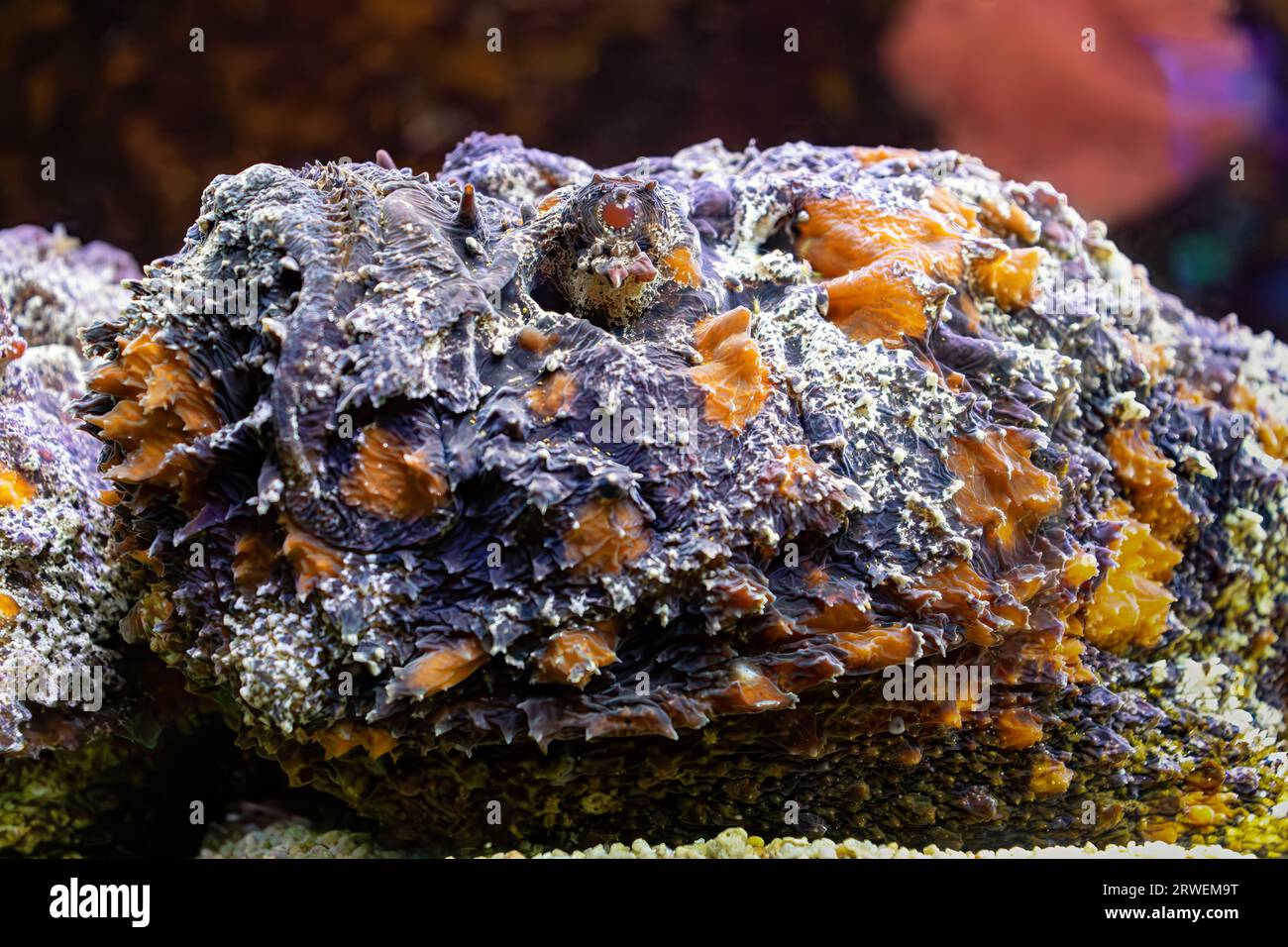 Reef stonefish Stock Photo