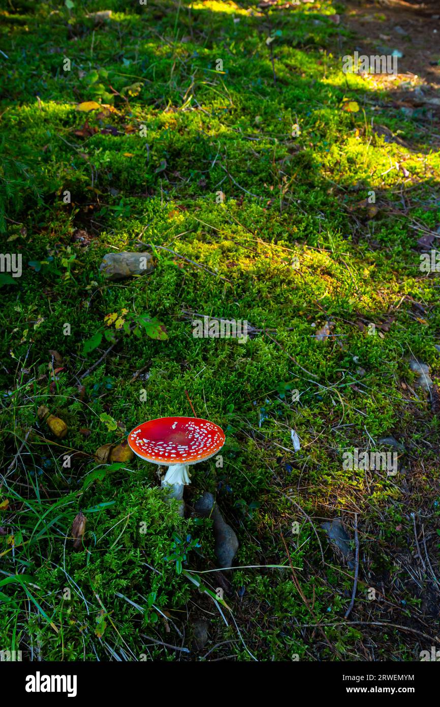 Close-up of a Amanita poisonous mushroom in nature. Fly amanita Amanita muscaria mushroom. Stock Photo