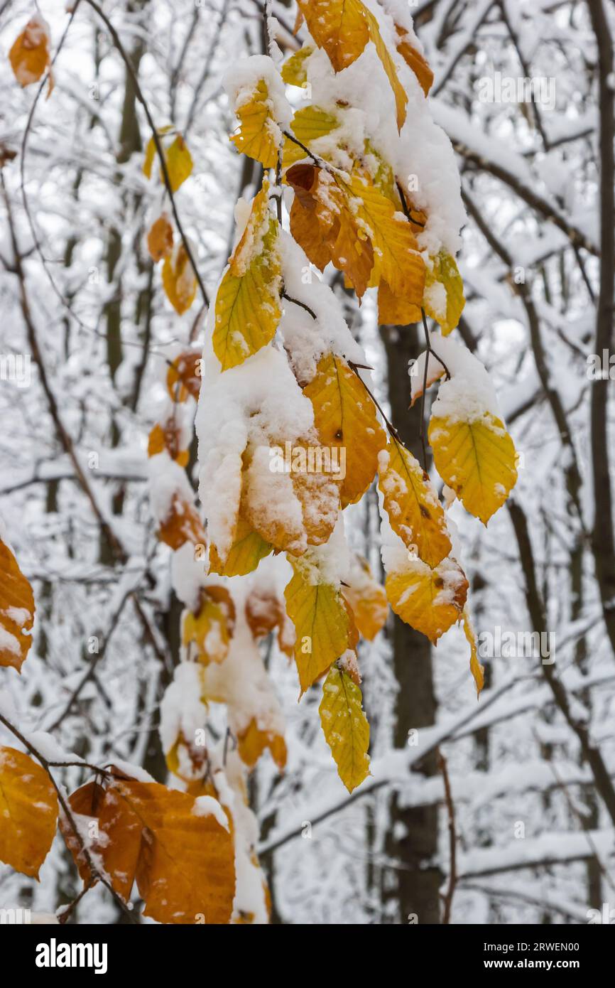 Hornbeam tree leaves covered with snow. Fresh big snow on the branches of a hornbeam tree. Stock Photo