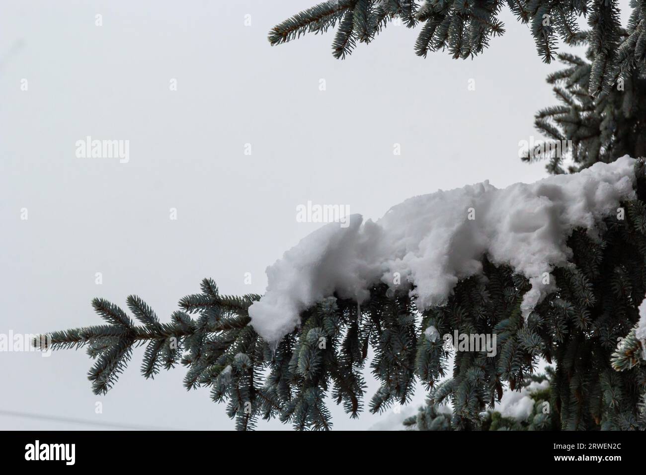 Spruce branch with small green needles under fluffy fresh white snow close-up. Stock Photo