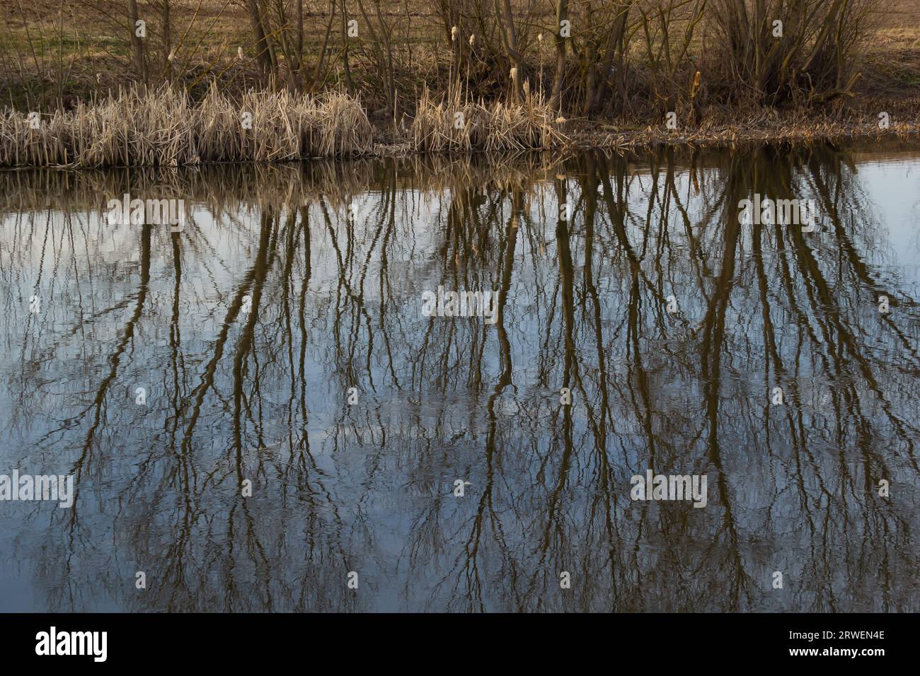 Reflection of trees in the mirror surface of the water of the lake of the city pond. Spring still life photo. Stock Photo