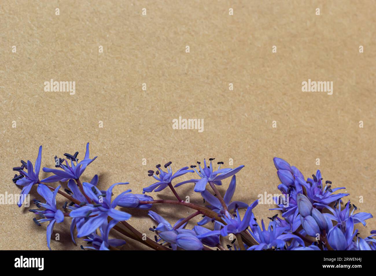 Spring blue flowers of Scilla bifolia on old yellow paper background with blank space for text. Floral frame for greeting or invitation. Spring concep Stock Photo