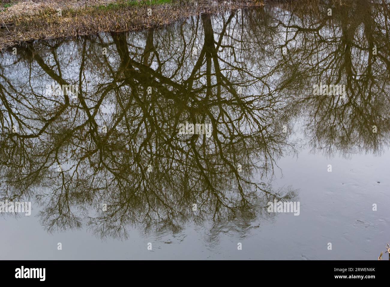 Reflection of trees in the mirror surface of the water of the lake of the city pond. Spring still life photo. Stock Photo