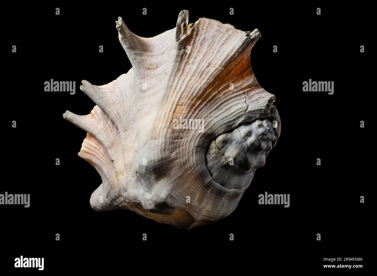 Large old spider conch seashell on dark background Stock Photo