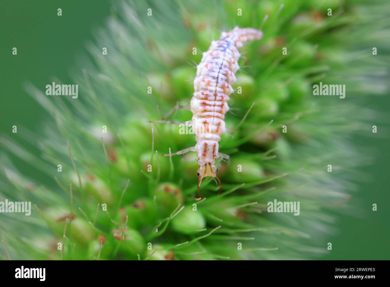 Chrysopid larvae - aphid lions in the wild, North China Stock Photo
