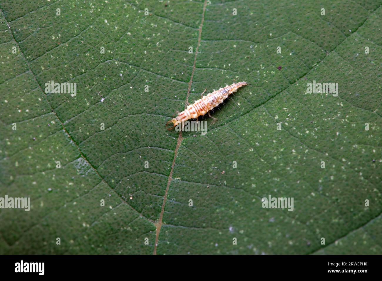 A functional insect of the order Neuroptera in the wild, North China Stock Photo