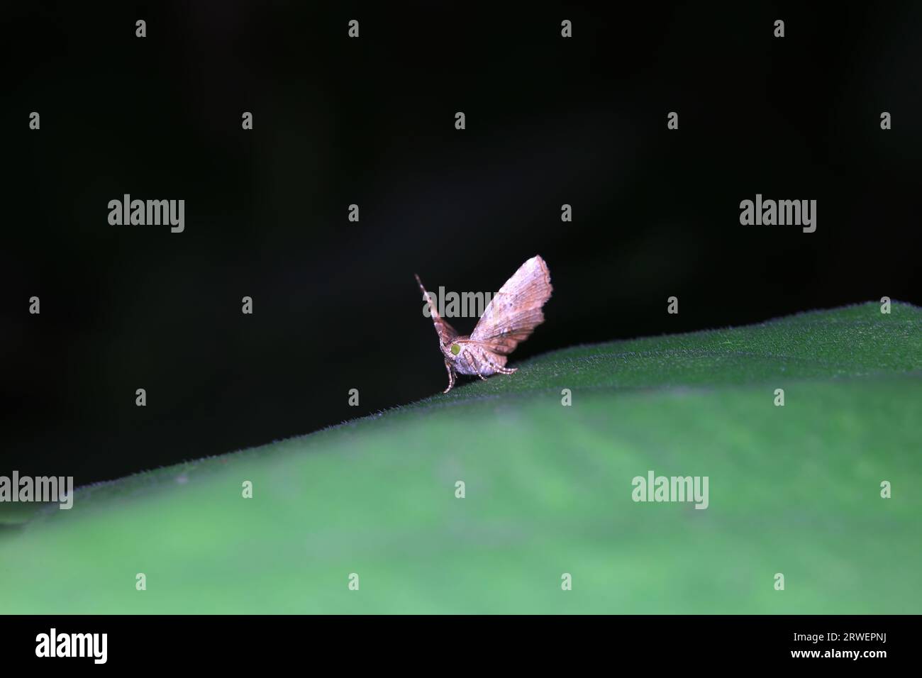 Ruler moth hi-res stock photography and images - Alamy