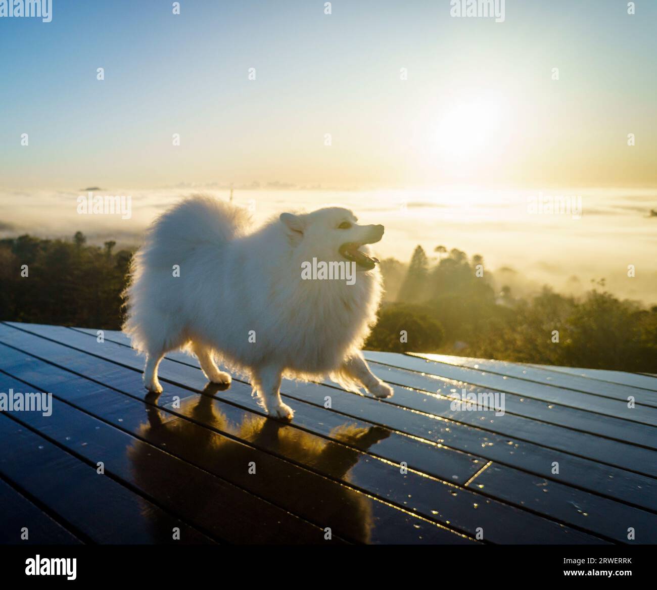 Backlit photo of a fluffy white dog in the foggy morning. Dog