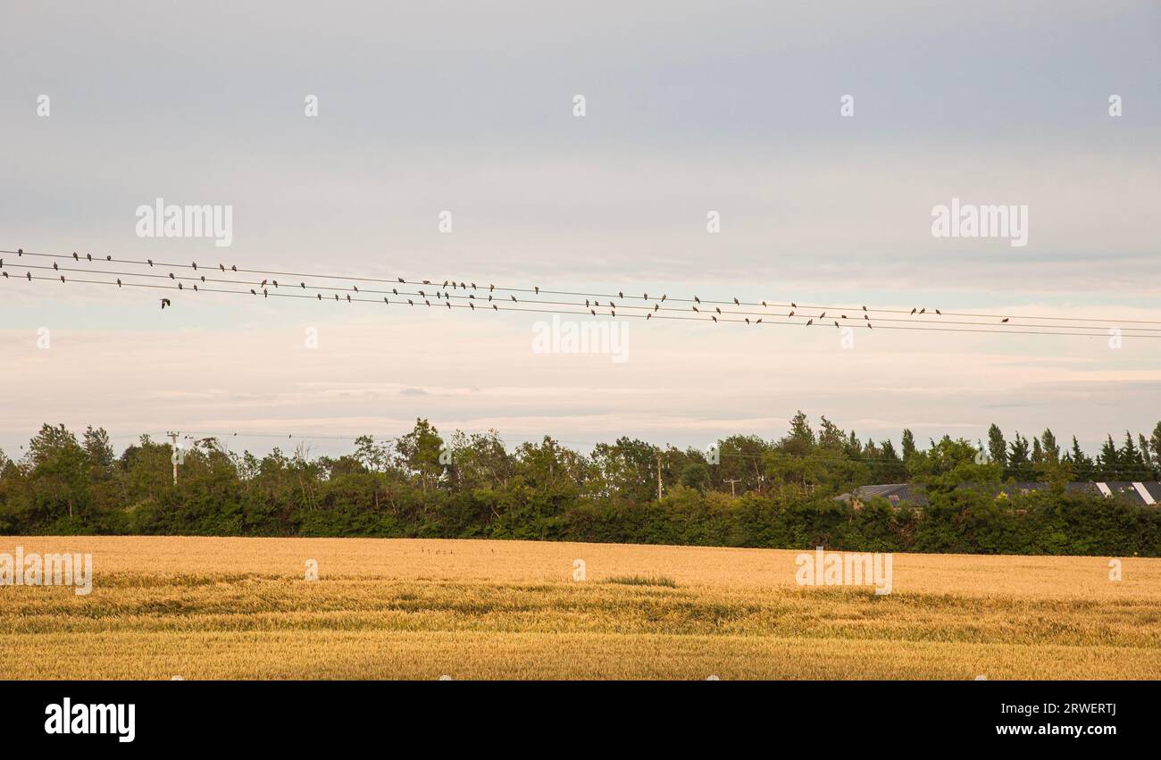 Flock of birds standing on wire above newly plowed wheat fields in Kinsealy, county Dublin. Bird flock high up a wheat cultivated field during harvest Stock Photo