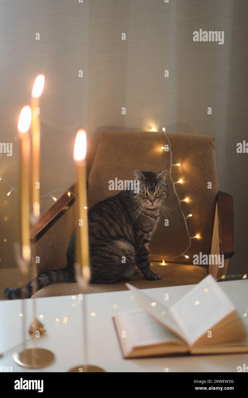 cozy home atmosphere and still life with a cat, candle, book. Cute ...