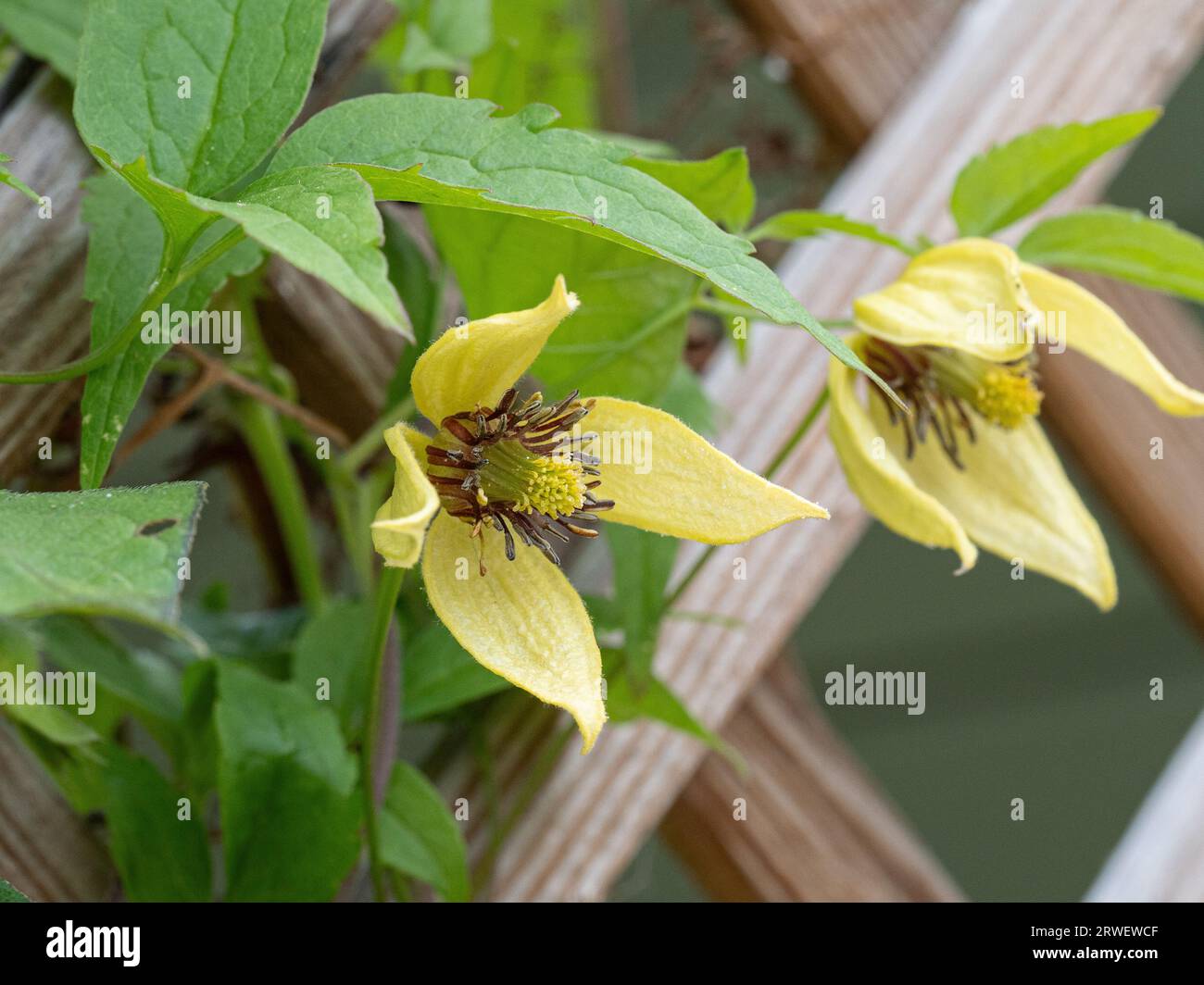 A single yellow flower of Clematis serratifolia on a trellis background Stock Photo