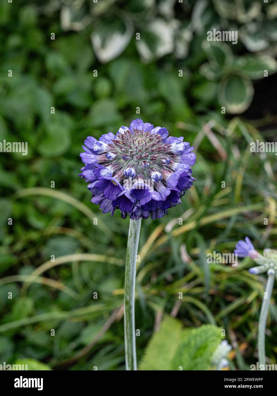 A close up of the purple flowerhead of the Asiatic primrose Primula capitata 'Noverna' Stock Photo