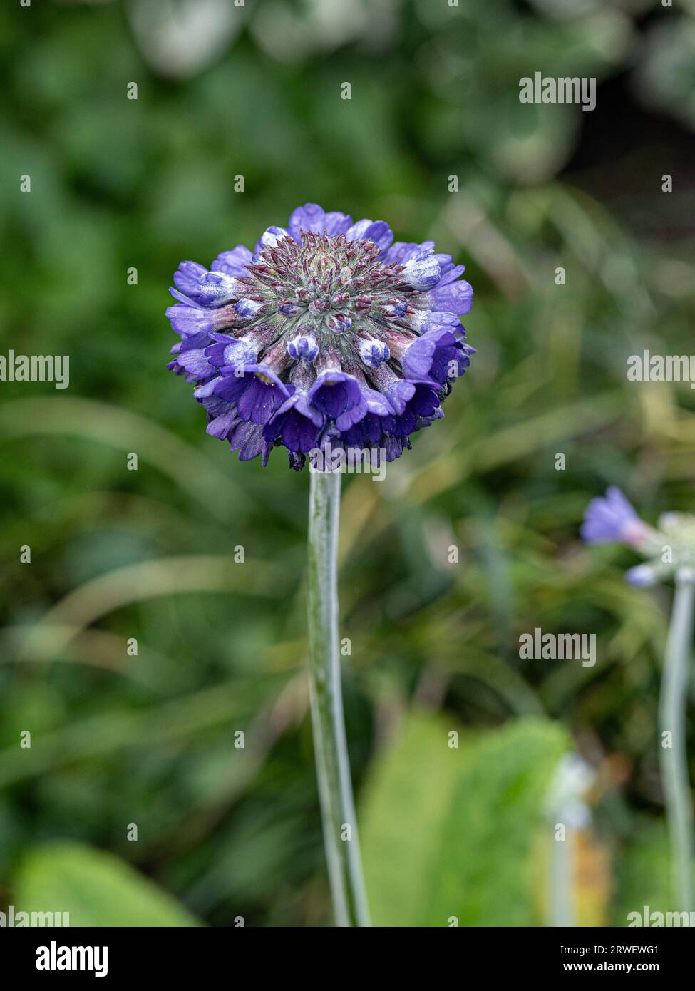 A close up of the purple flowerhead of the Asiatic primrose Primula capitata 'Noverna' Stock Photo