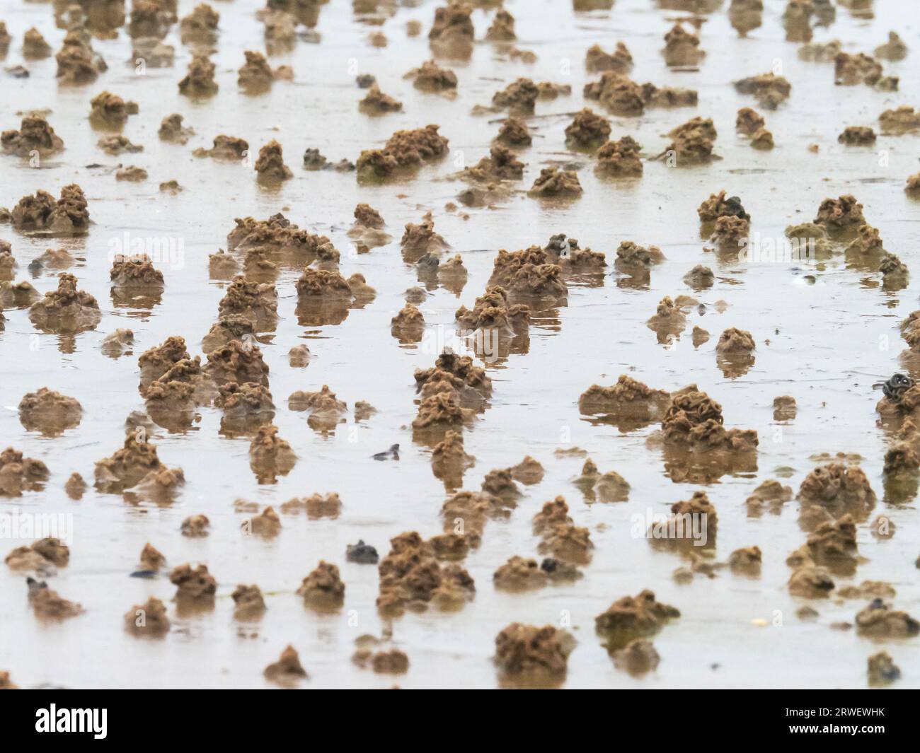 Worm casts on the beach in Titchwell, Norfolk, UK. Stock Photo