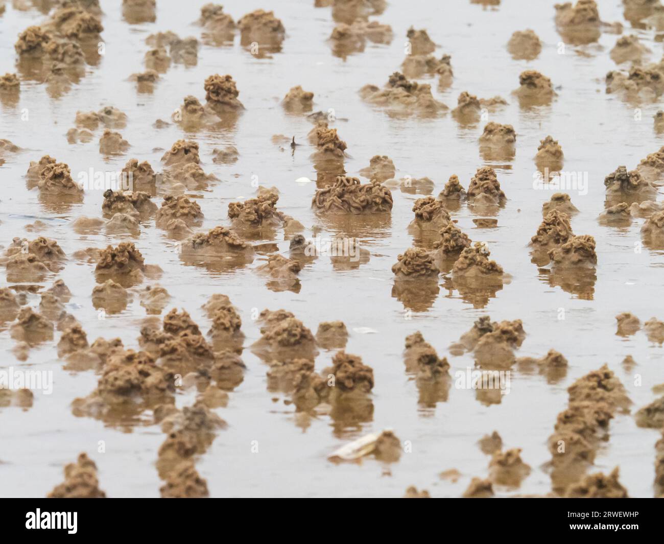 Worm casts on the beach in Titchwell, Norfolk, UK. Stock Photo