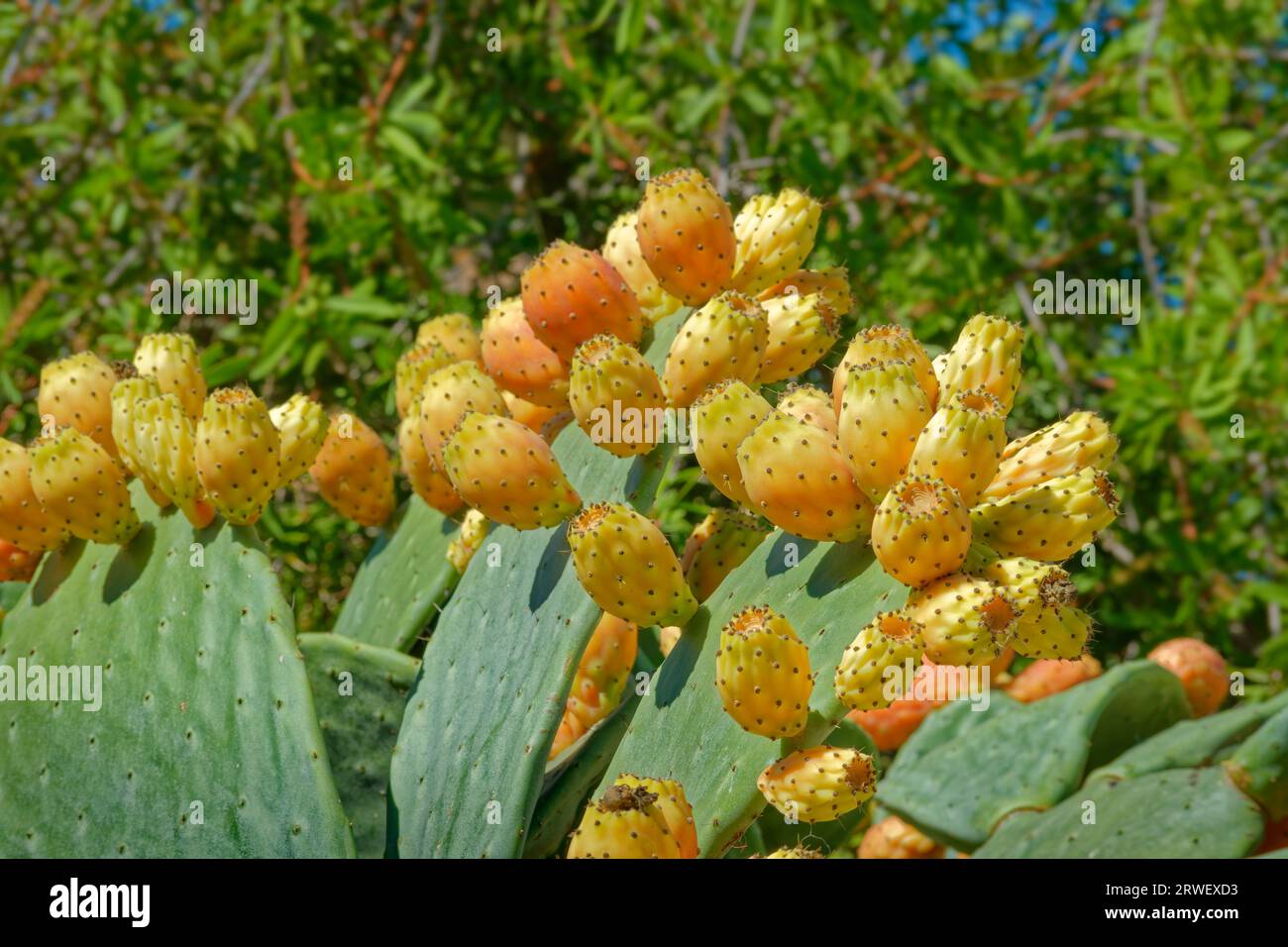 Cactus with prickly pear fruits. Stock Photo