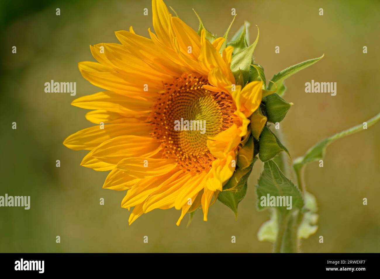 Young Sunflower. Stock Photo