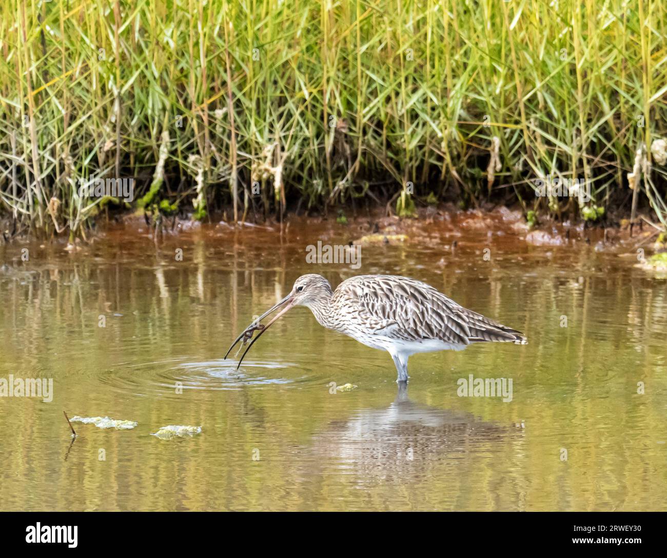Eurasian Curlew, Numenius swallowing a ragworm in Cley Next the Sea, Norfolk, UK. Stock Photo