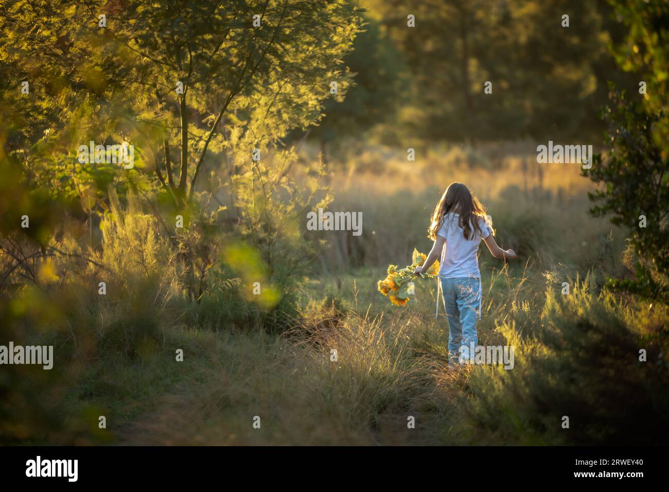 Rear view of a young girl walking through a field of long grass at sunset Stock Photo
