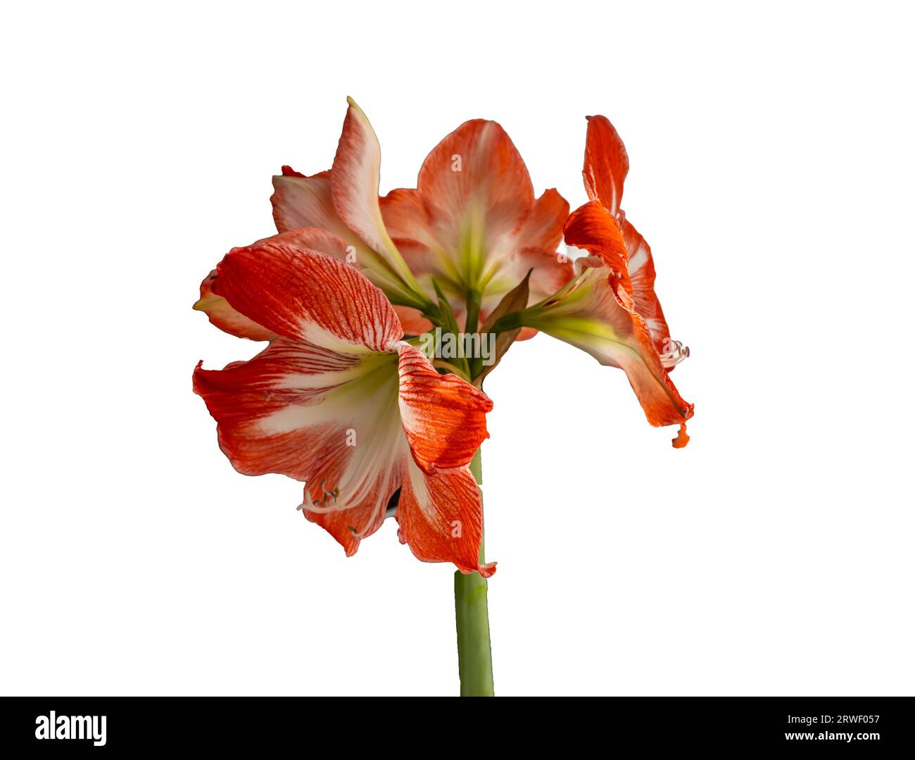 isolated on white background beautiful red orange flower Stock Photo ...