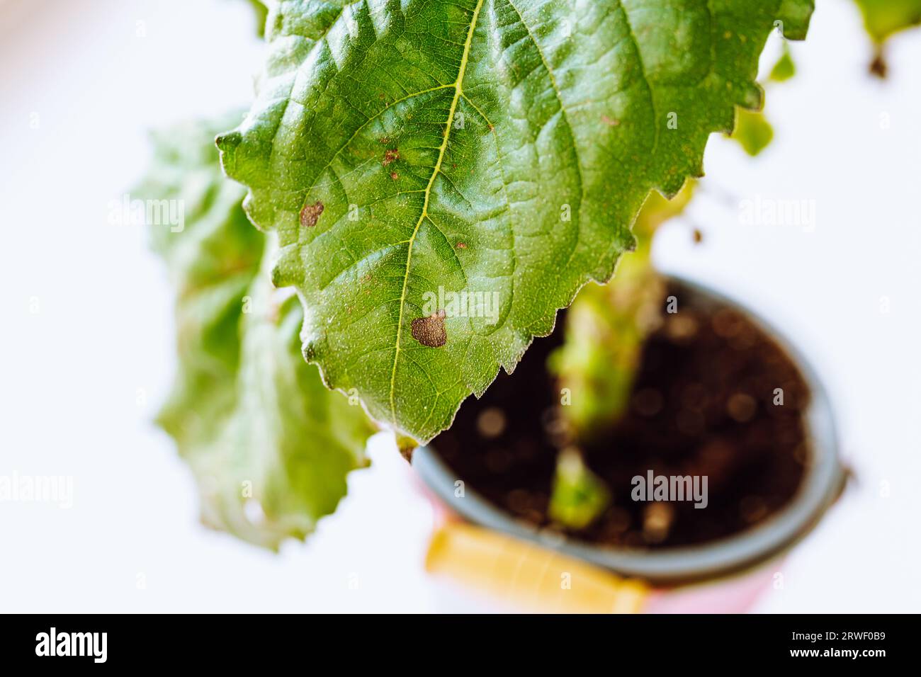 Diseased houseplant in flowerpot Stock Photo