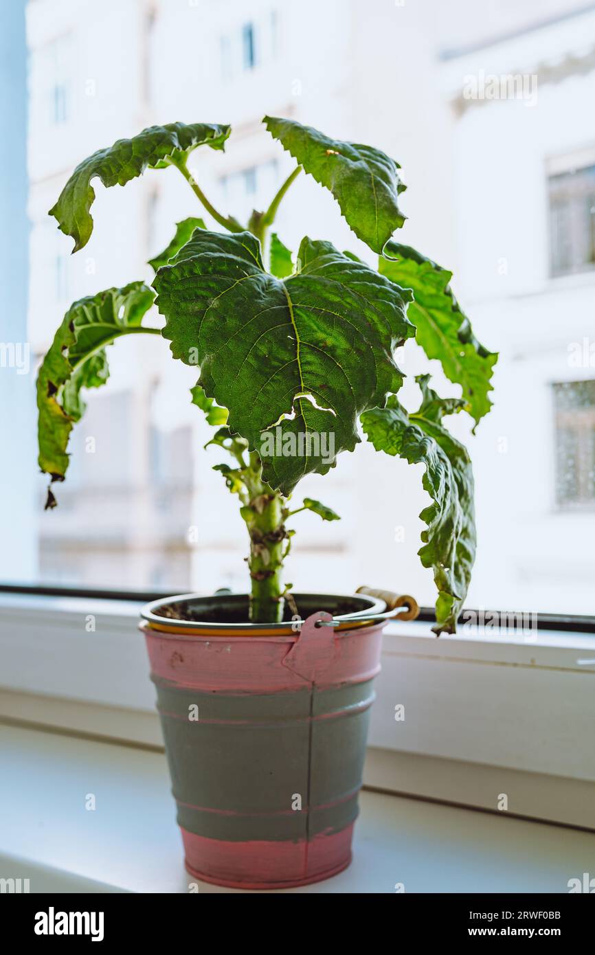 Diseased houseplant in flowerpot Stock Photo