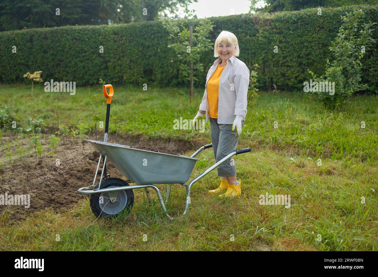 50s senior farmer woman with a shovel unloads a wheelbarrow filled with ...