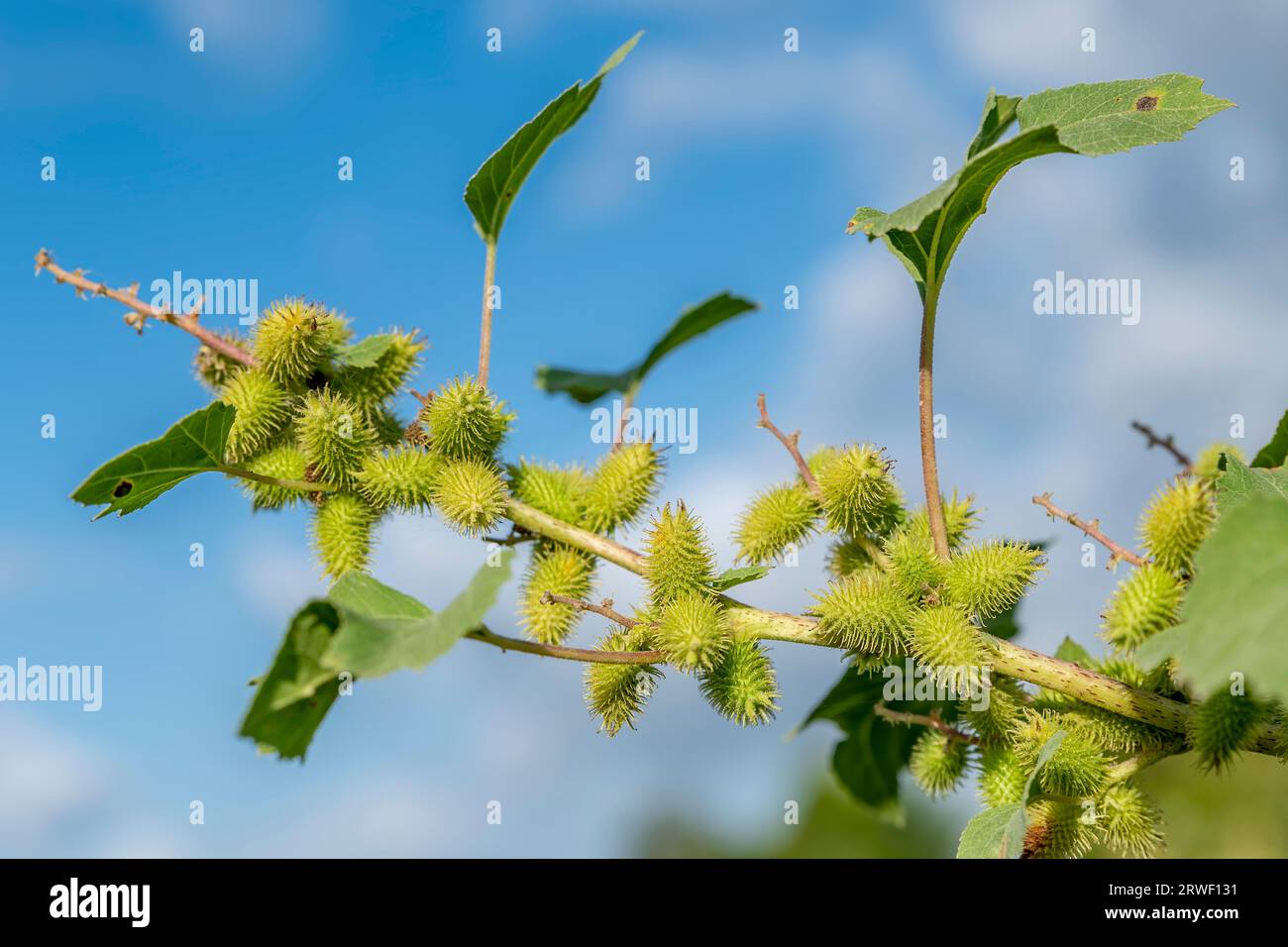 A detail of a Xanthium plant also known as common cocklebur during the summer season Stock Photo