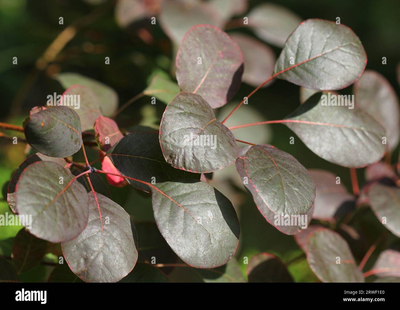 The deep red leaves of the Cotinus, Smoke bush Stock Photo