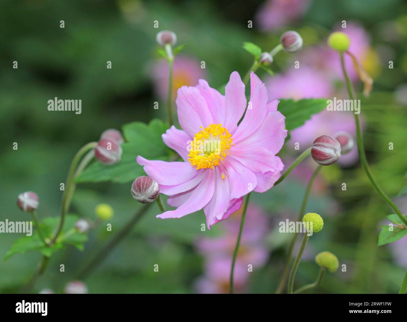 A close up of the Japanese Anemone flower Stock Photo