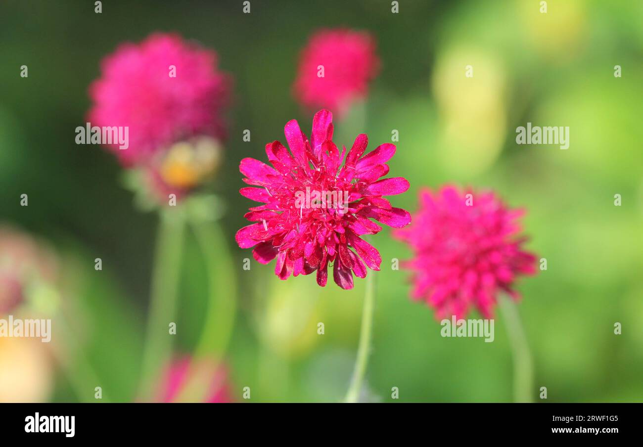 A close up of the flowers of Knautia macedonica Stock Photo