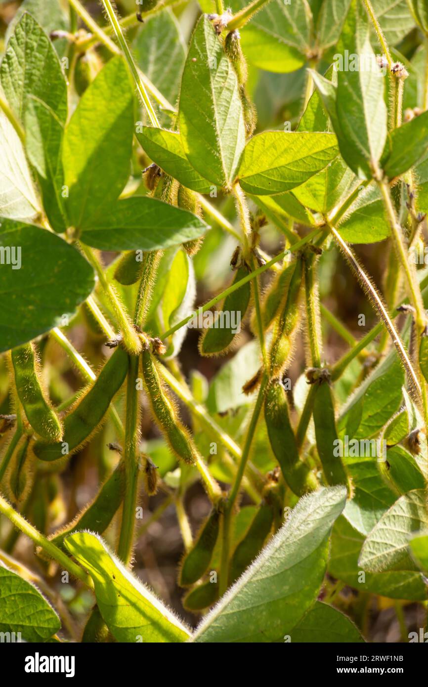 Soybean pods on soybean plantation, on blue sky background, close up. Soy plant. Soy pods. Soybean field Stock Photo