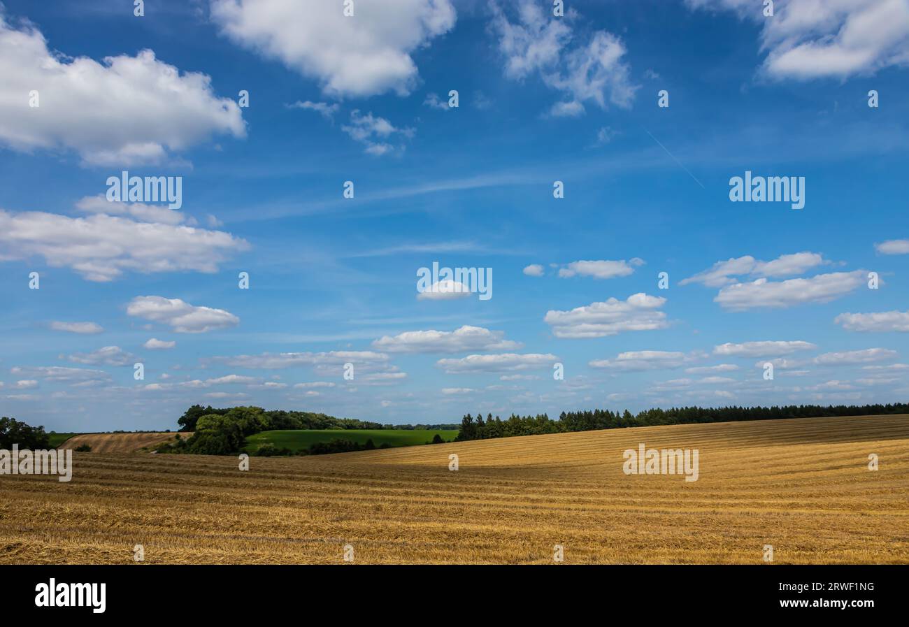 agricultural field with prickly straw from wheat, the grain from which was collected for food, wheat field on a Sunny summer day, sky Stock Photo