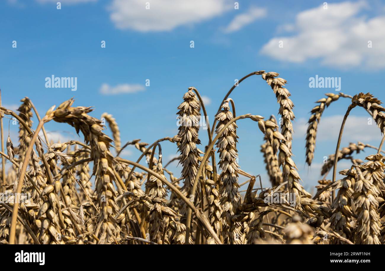 Field of Golden wheat under the blue sky and clouds Stock Photo - Alamy
