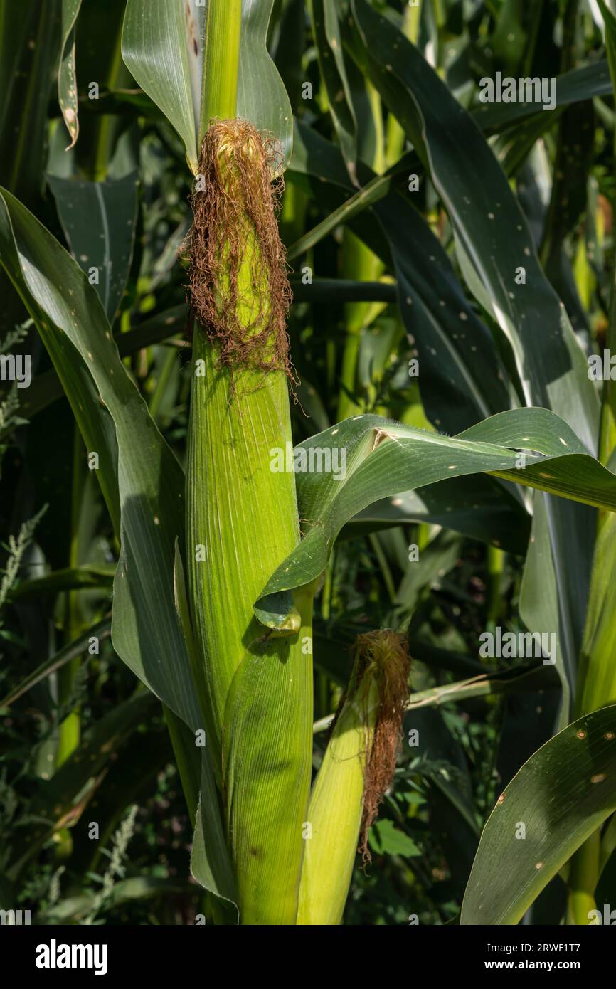 Corn on the stalk in the field. Stock Photo