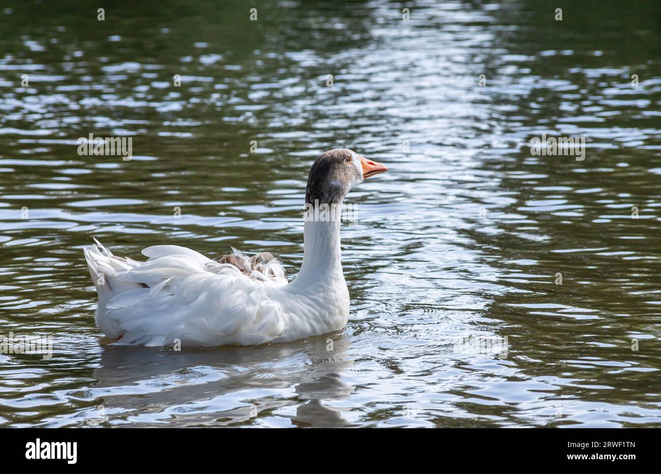 group of domestic white farm geese swim and splash water drops in dirty muddy water, enjoy first warm sun rays, peace and tranquillity of nature, pure Stock Photo