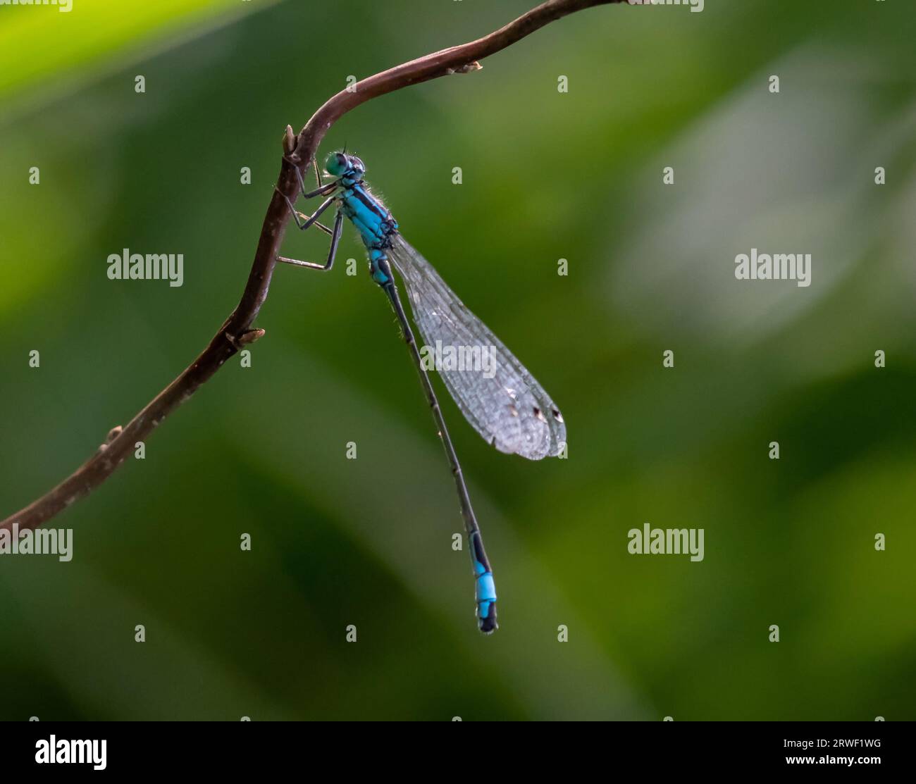 dragonfly on a plant close up sits on a green plant Stock Photo