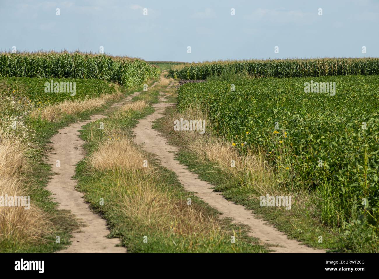 Rural road in the field and sun. Stock Photo
