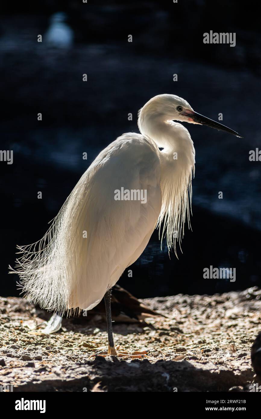 great egret or ardea alba perched on branch with natural green background. Stock Photo