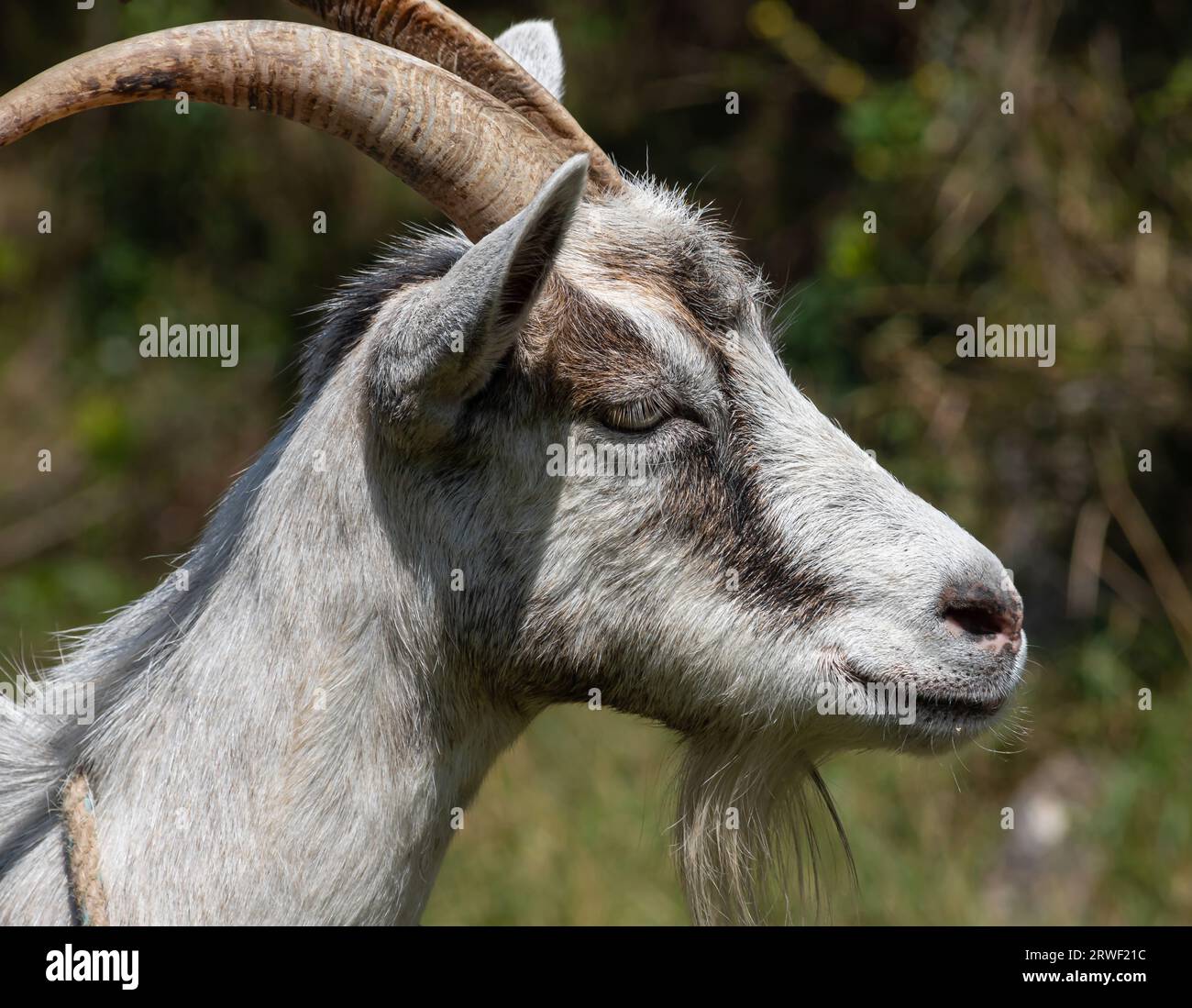 Grey goat at the pasture at the sunny summer day Stock Photo
