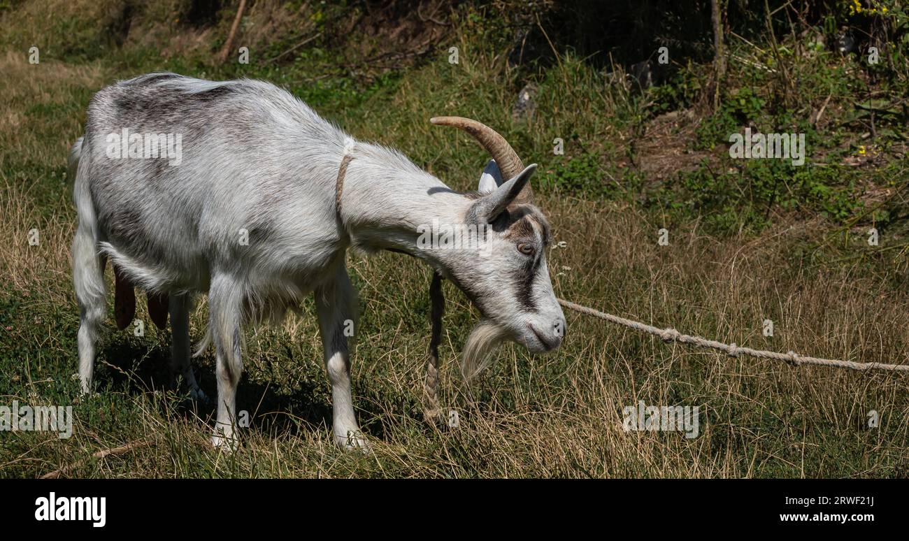 Grey goat at the pasture at the sunny summer day Stock Photo