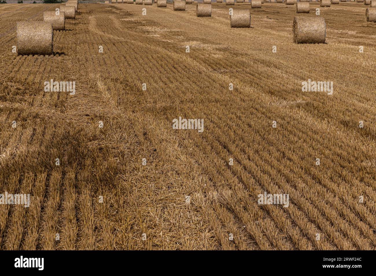 Stacks of straw - bales of hay, rolled into stacks left after harvesting of wheat ears, agricultural farm field with gathered crops rural. Stock Photo
