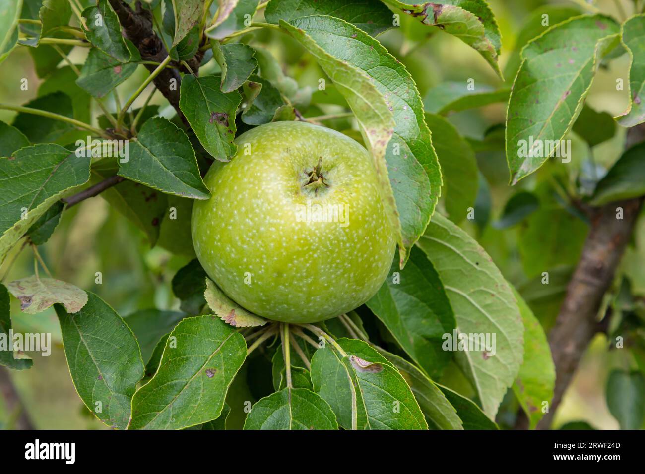 branch of ripe apples on a tree in a garden Stock Photo - Alamy