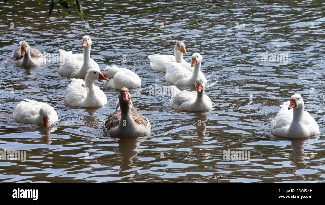 Gray geese swimming in the water. Domestic Geese Swimming in pond. Stock Photo